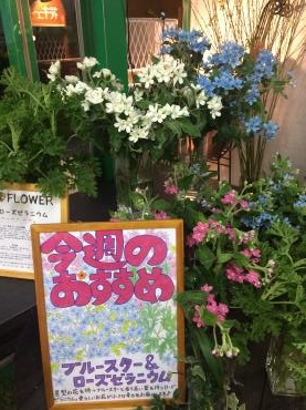 今週のおすすめは 花屋ブログ 山形県長井市の花屋 ムスメヤ花店にフラワーギフトはお任せください 当店は 安心と信頼の花キューピット加盟店です 花キューピットタウン